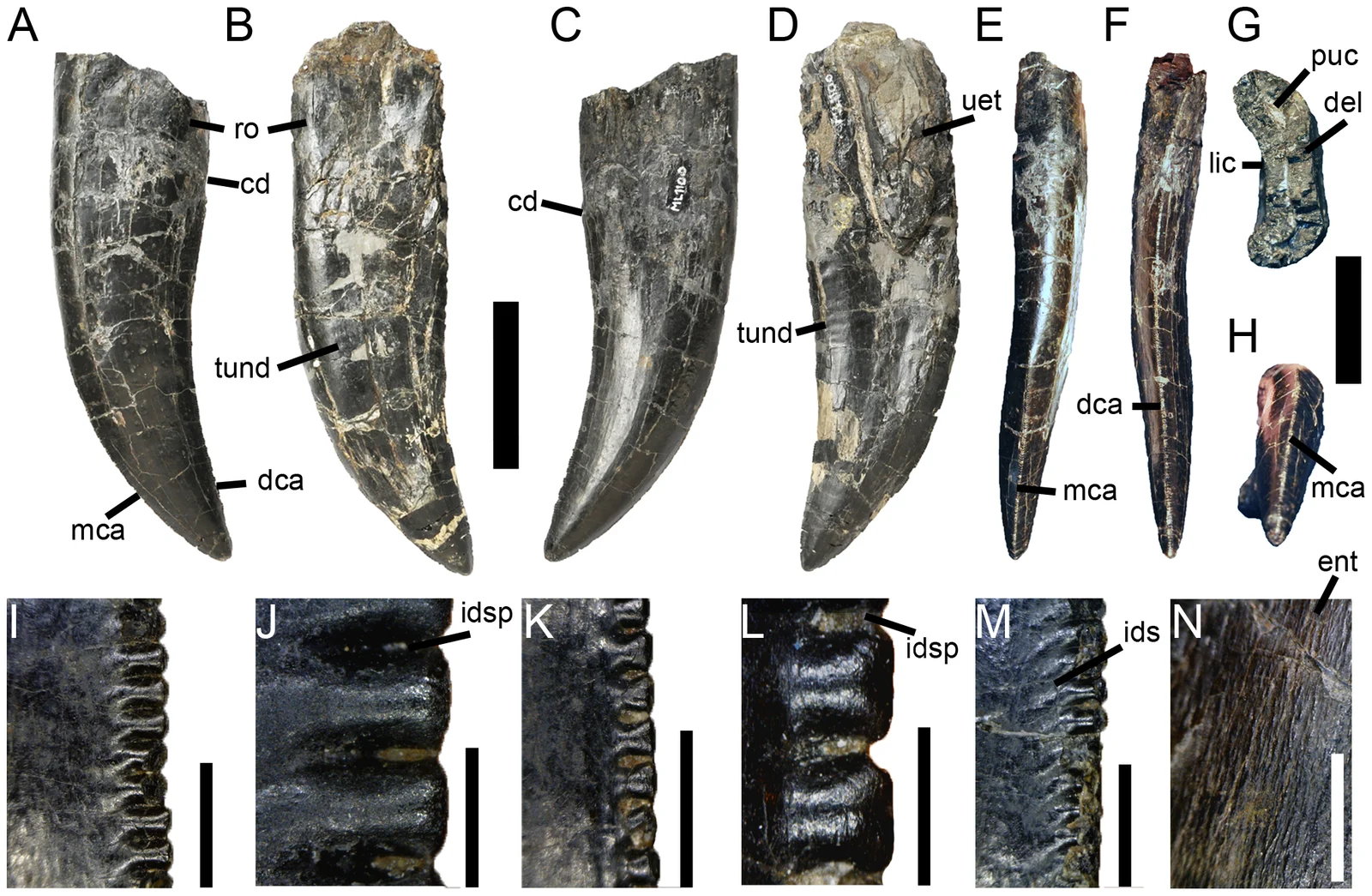 Whole plate of erupted and replacement teeth from holotype ML 1100, including serration details.