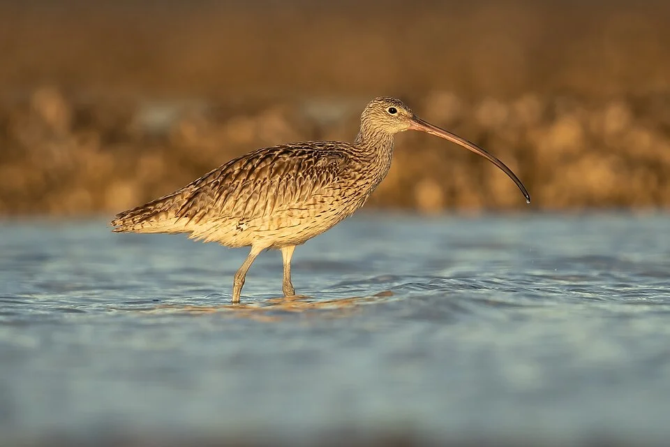 Far Eastern Curlew (Numenius madagascariensis), Stockton Sandspit, New South Wales, Australia