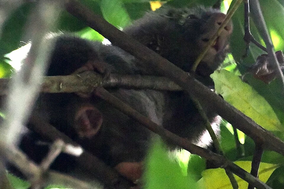 Bahia Hairy Dwarf Porcupine (Coendou insidiosus) in Brazil