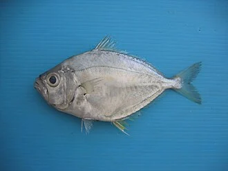 Gazza minuta
