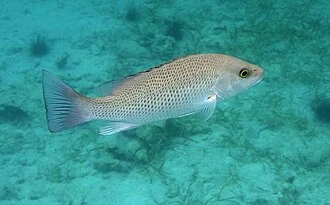 Grey snapper (aka Mangrove snapper, Lutjanus griseus). Taken in the US Virgin Islands.
