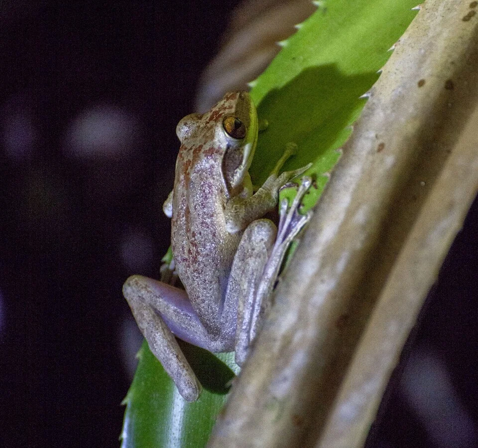 Guibemantis timidus in Toamasina, Madagascar. Photo by Кирилл (iNaturalist user "kirill_petrov"). Original iNaturalist observation here: https://www.inaturalist.org/observations/145002335