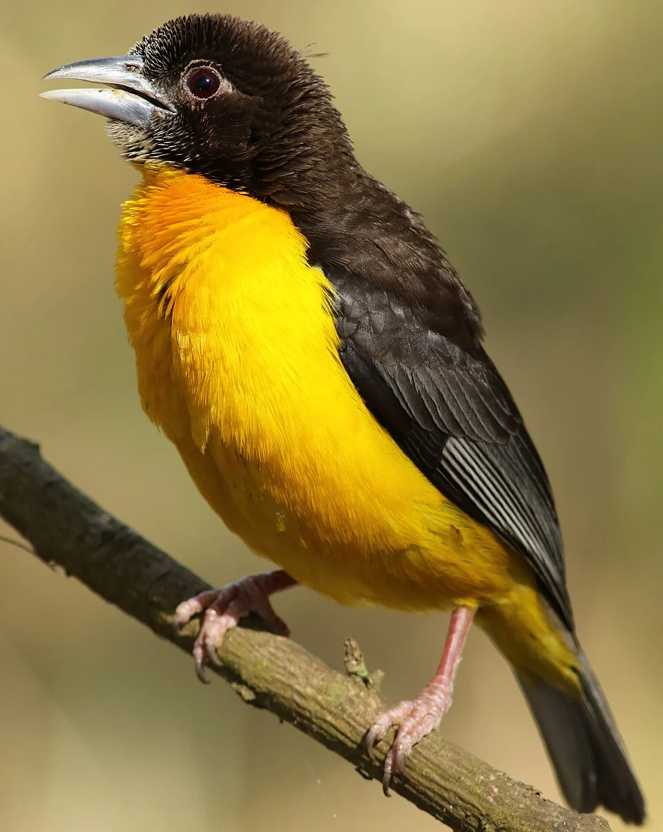 Dark-backed weaver, Ploceus bicolor, also known as the forest weaver at Ndumo Nature Reserve, KwaZulu-Natal, South Africa