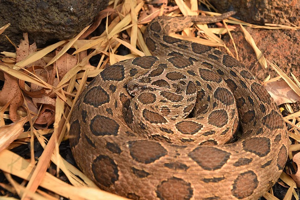 Daboia siamensis in Thailand. Photo by: http://herpingthailand.com/