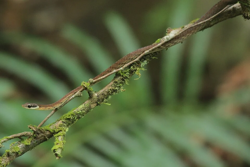 Photo of Strip-Tailed Bronzeback uploaded from iNaturalist.