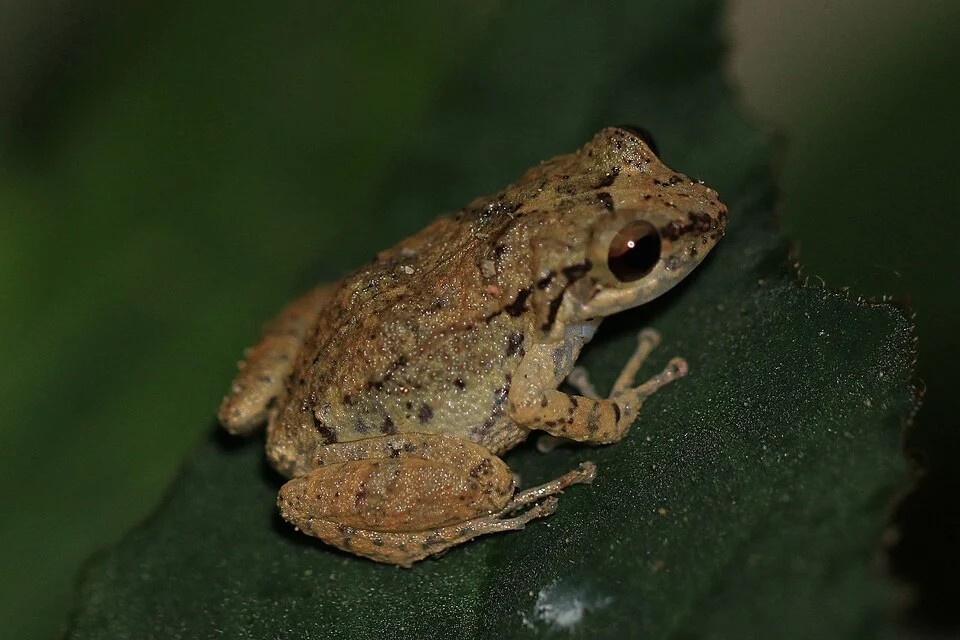 Lesser Antillean whistling frog (Eleutherodactylus johnstonei), Jamaica