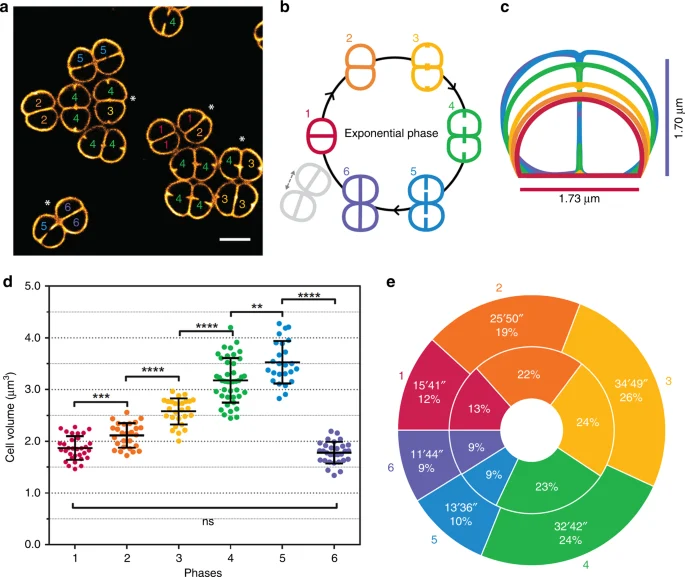 Deinococcus radiodurans Nile Red membrane imaging with cell-cycle diagrams and measurements, Floc’h and coauthors2019 figure1