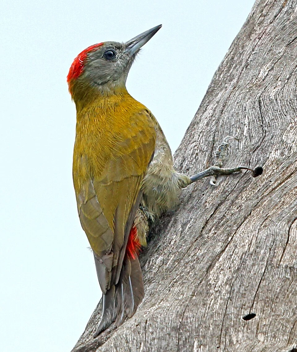 Olive woodpecker at Sakania, DRC