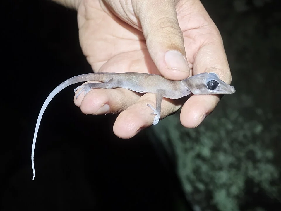 Black-eyed Bent-toed Gecko (Cyrtodactylus nigriocularis) in Tây Ninh, Tây Ninh, Vietnam