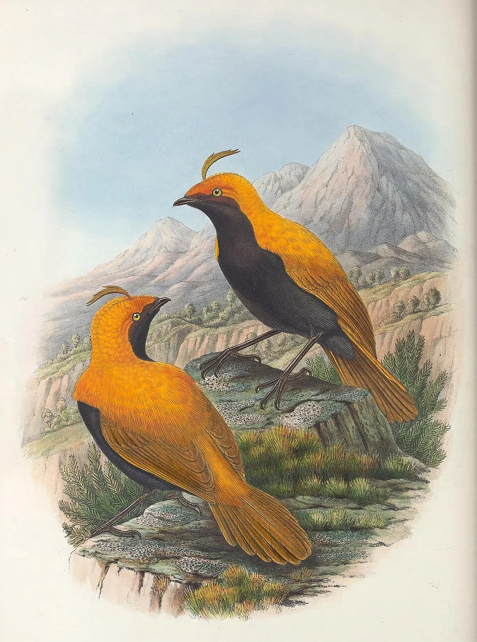 Lithograph of the crested satinbird (Cnemophilus macgregorii) from R. Bowdler Sharpe's Monograph of the Paradiseidæ or Birds of Paradise and Ptilonorhinchidæ, or Bower-Birds. Cropped image.
