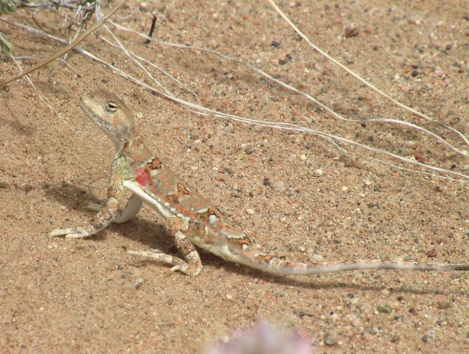 Phrynocephalus versicolor Strauch, 1876 in Baatsagaan sum, Bayankhongor province, South Mongolia