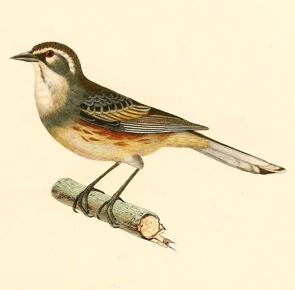 « Emberiza hypochondria » = Poospiza hypochondria (Rufous-sided Warbling Finch)