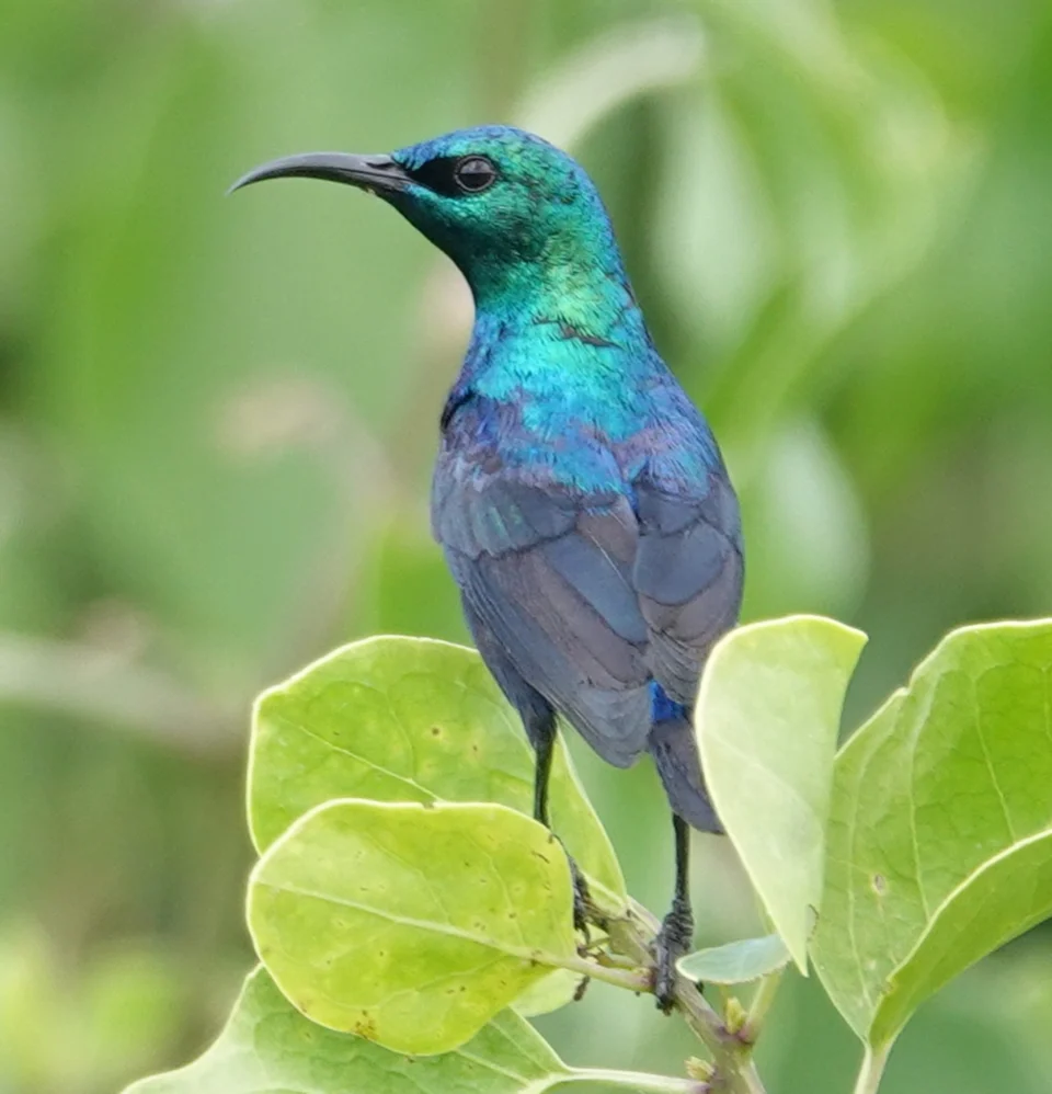 Violet-breasted Sunbird from Kenya