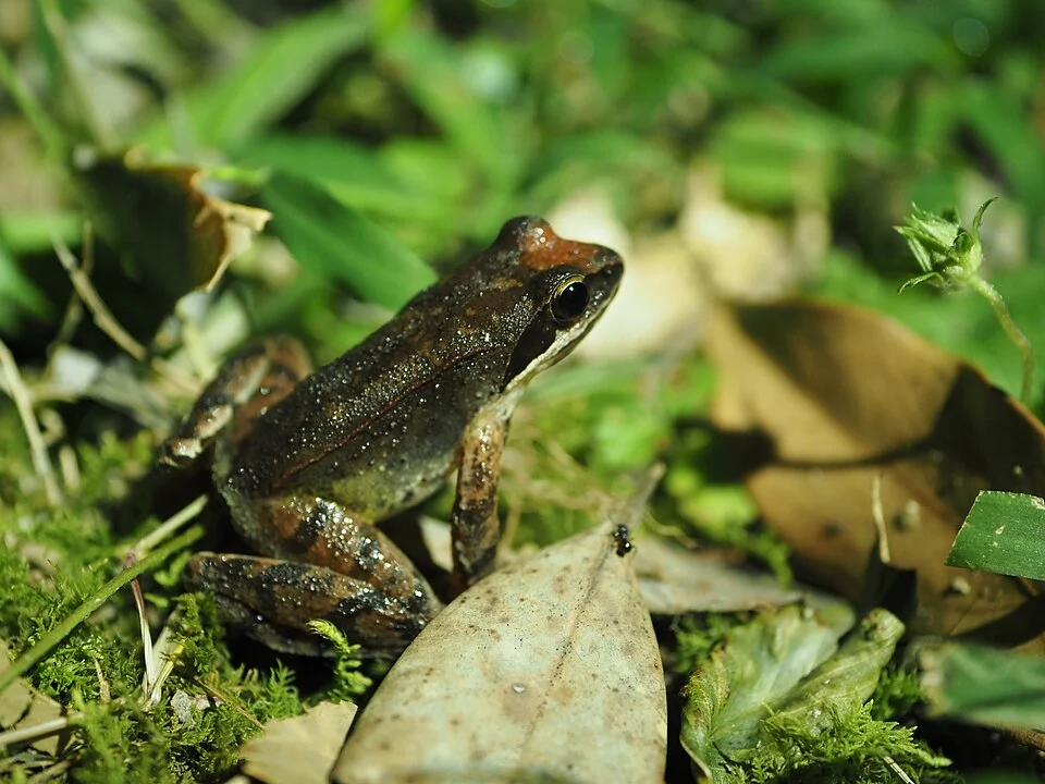Frosch der auf der japanischen Insel Tsushima verbreiteten Art Rana tsushimensis