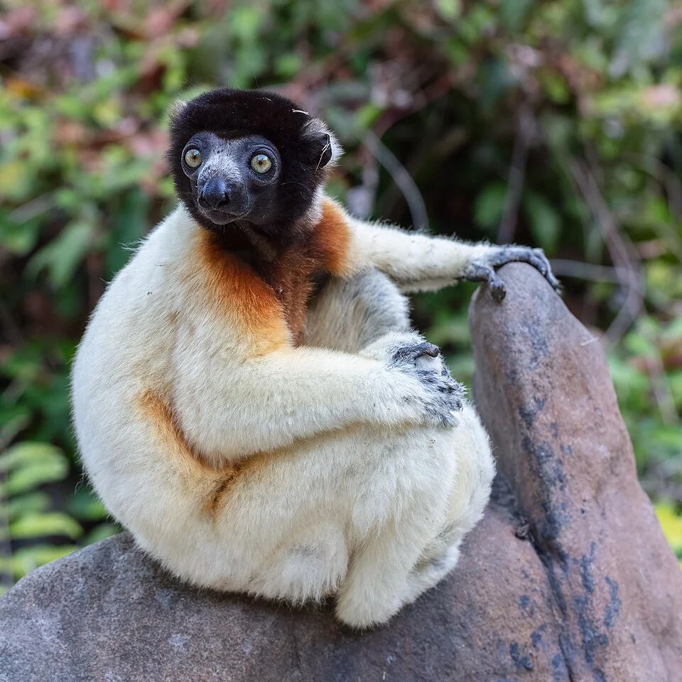 Crowned sifaka (Propithecus coronatus), Lemur Island, Madagascar