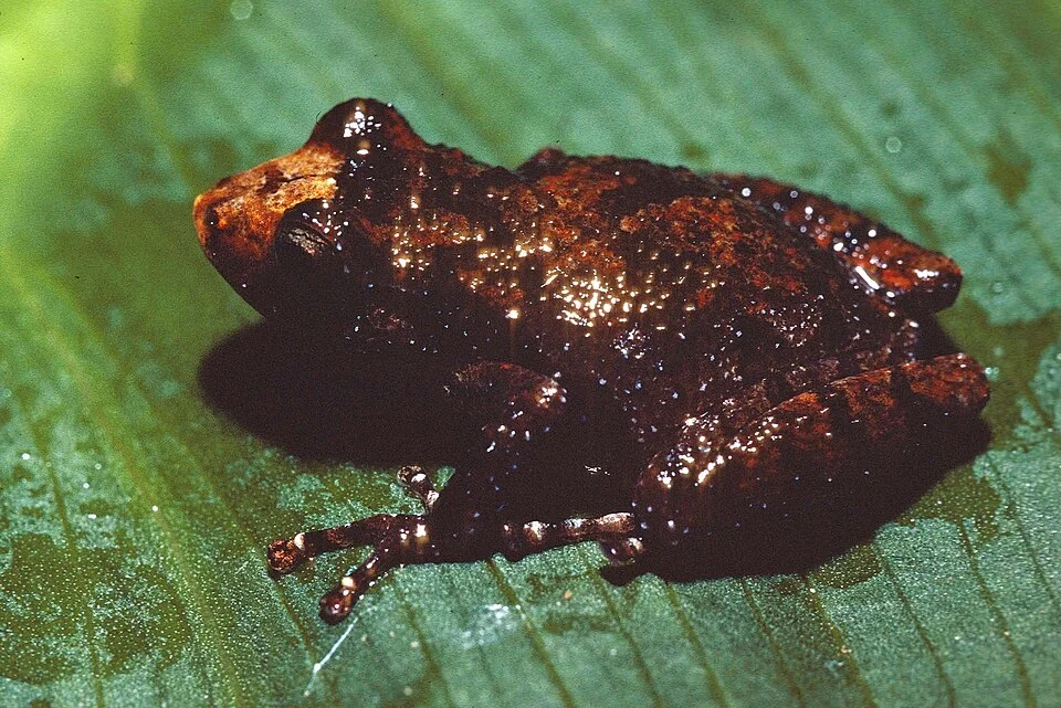 Pristimantis serendipitus