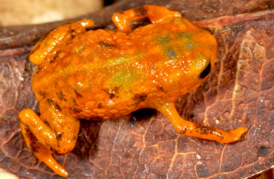 Brachycephalus mariaeterezae in life.