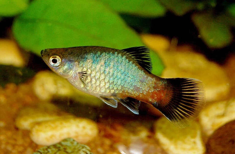 Xiphophorus maculatus, female, rainbow wag variety