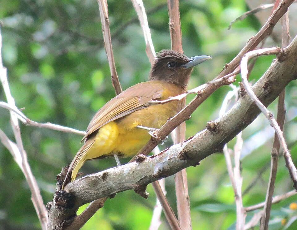 A photo of a Camiguin Bulbul taken by Riza Melicor