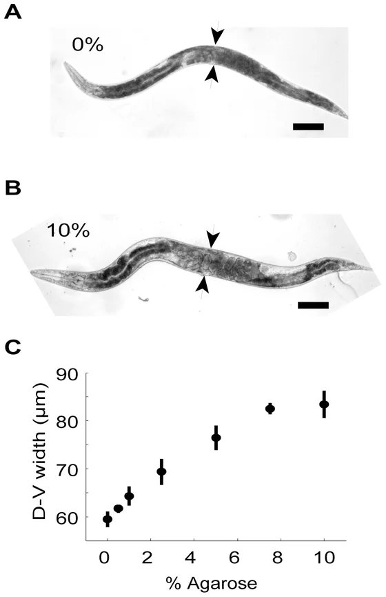 Two bright-field images of the same adult C. elegans hermaphrodite before and during agarose immobilization, with width arrows and 100-micrometre scale bars; a lower graph compares body width.