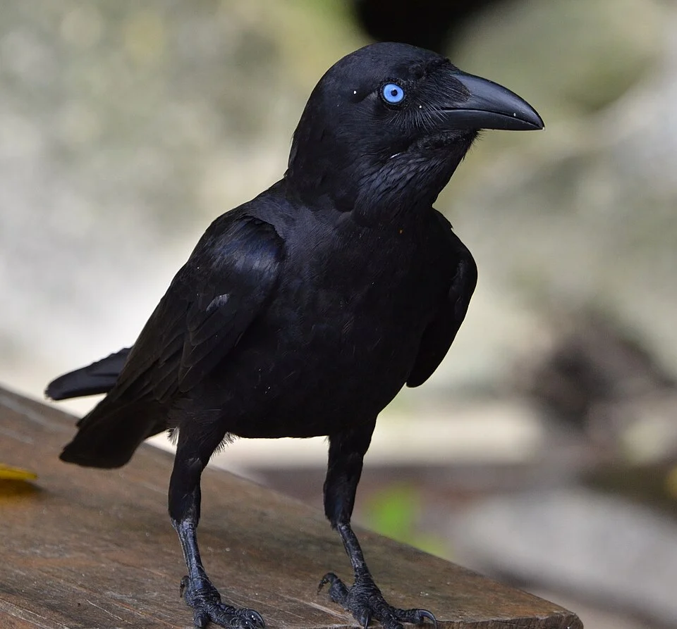 Photo of Bismarck Crow uploaded from iNaturalist.
