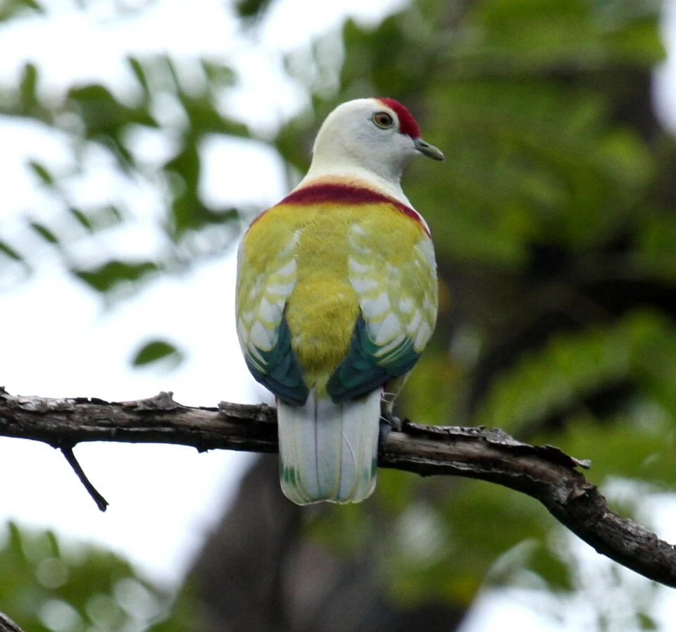 Many-coloured Fruit-dove (Ptilinopus perousii) Male Bobby's Farm, Vuna, Taveuni, Fiji Isles