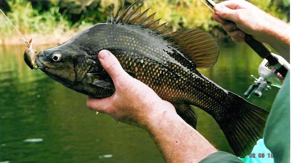 Macquaria australasica
A highly endangered Macquarie perch. This exceptionally large specimen was caught on a lure fitted with barbless hooks (visible in the picture) in a high altitude upland river dominated by introduced Trout species and was carefully released.
The Macquarie perch is now extinct in most of its upland river habitats due to the total domination of these upland river habitats by introduced Trout species. Gross siltation from agricultural practices and flow regulation and thermal pollution by dams have also caused the extinction of Macquarie perch in some upland rivers.