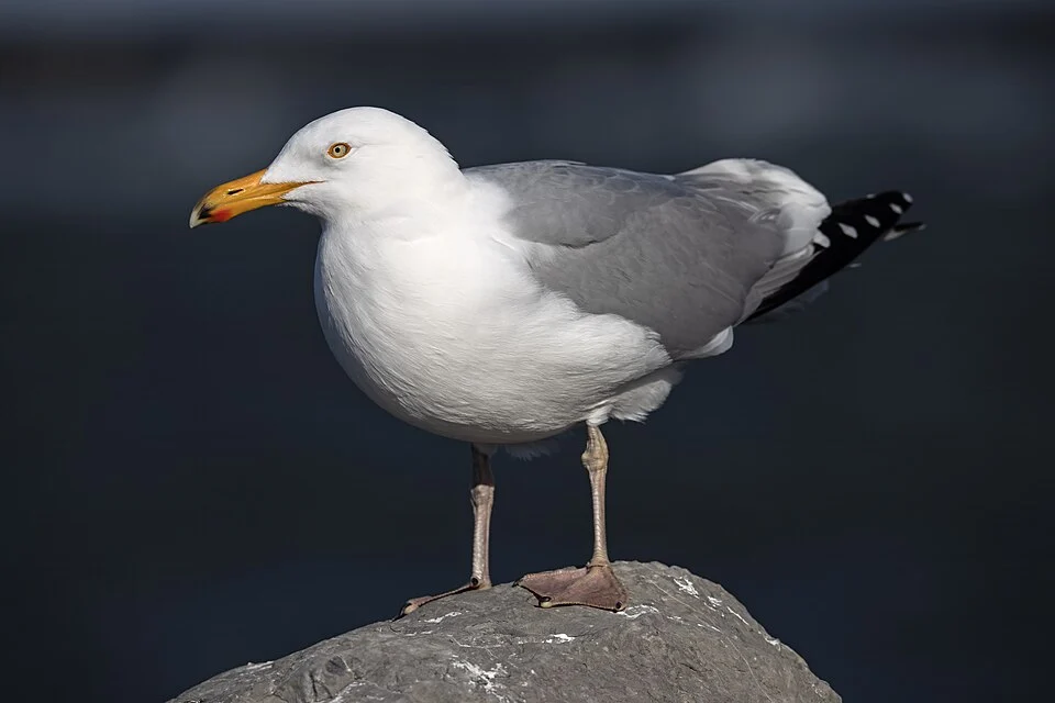 A Herring Gull on the rocks at the Barnegat Inlet.