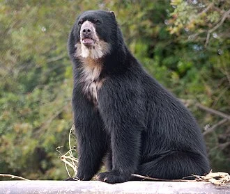 Spectacled bear (Tremarctos ornatus) photographed at the Curitiba Zoo. The only bear species native to South America, found in the Andean region from Venezuela to Bolivia. It has dense black fur and distinctive white or cream markings around the eyes, which vary among individuals. An omnivorous species, it feeds mainly on fruits, bromeliads, and small vertebrates.
