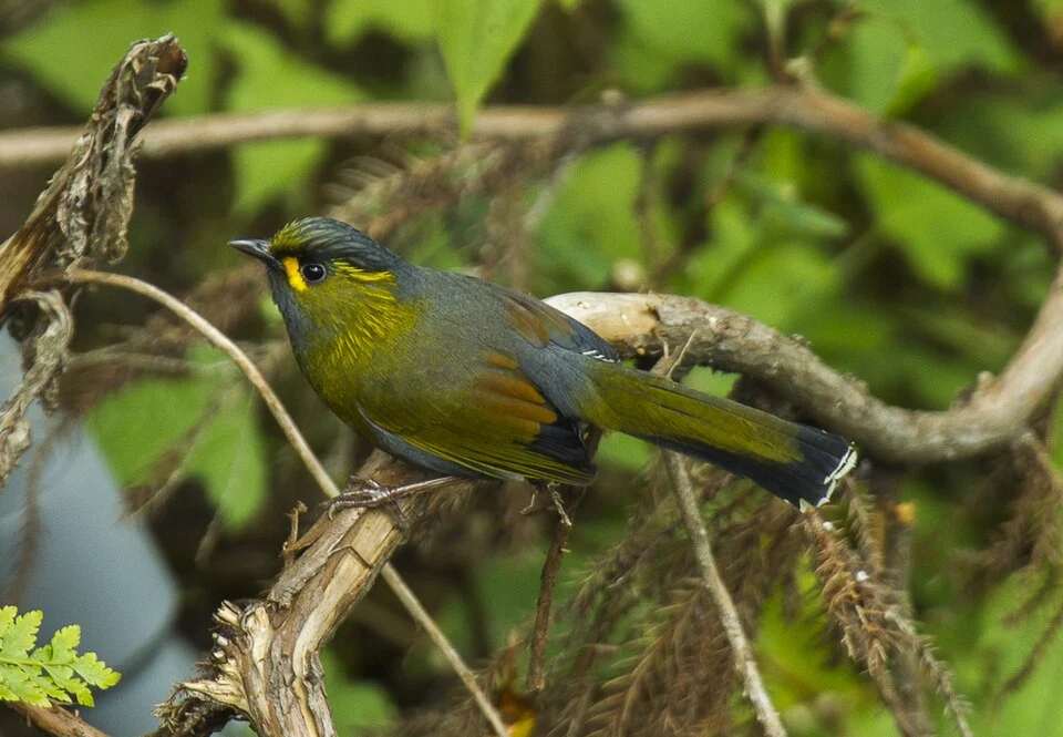 Steere's Liochicla - Taiwan_S4E6694