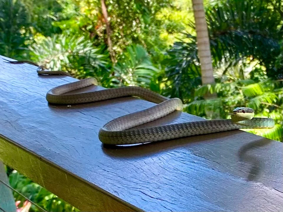 A Northern Tree Snake in Port Douglas, Queensland, Australia