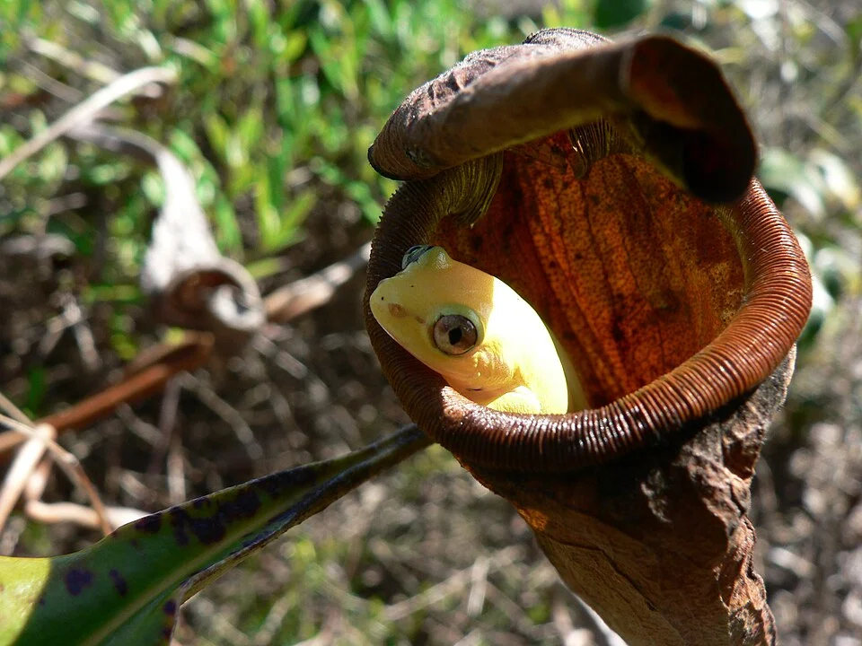Heterixalus boettgeri in a dried upper pitcher of Nepenthes madagascariensis, east coast of Madagascar
