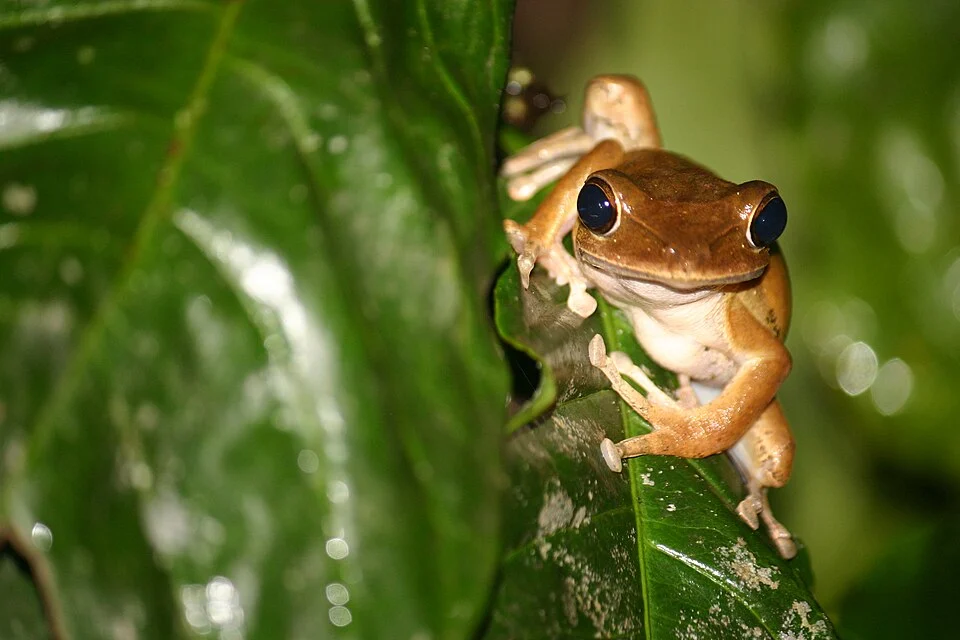 Polypedates pseudocruciger from India