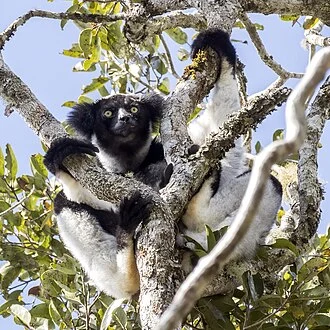 Indri (Indri indri), Analamazaotra Special Reserve, Madagascar
