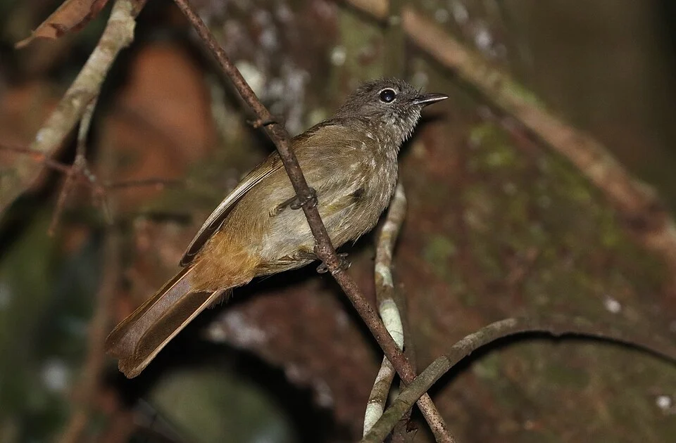 Eurillas ansorgei, Careysburg, Liberia, 2022-12-18 (iNaturalist).