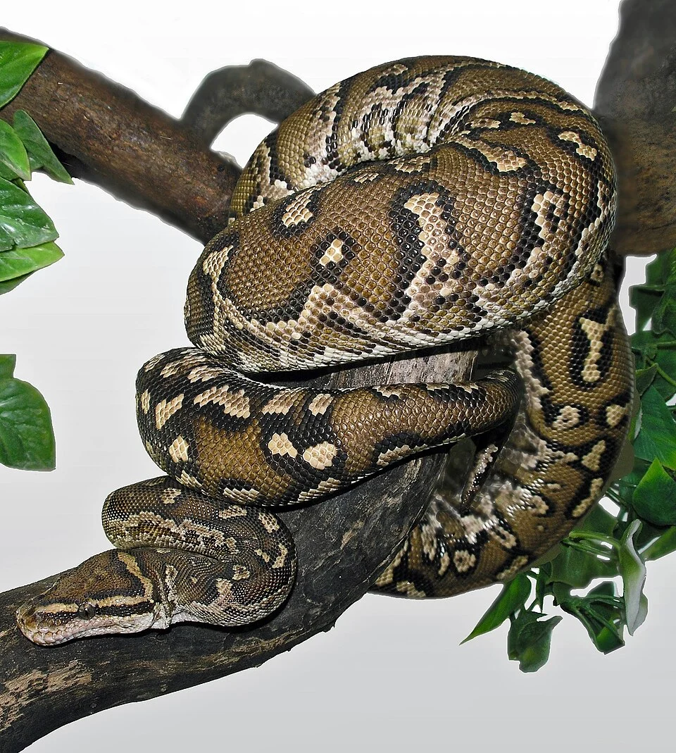 Adult Angolan Dwarf Python (Python anchietae). This specimen lives in captivity.
This picture is a donation of
Markus Borer www.BoaPython.ch