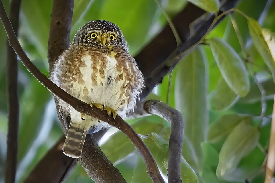 Collared Owlet, Deo Nui San