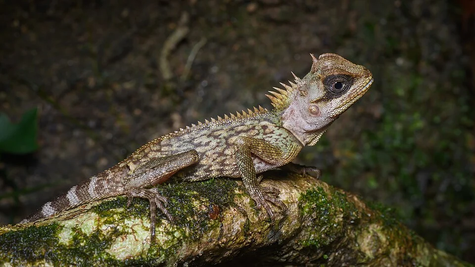 Lizard species Acanthosaura cardamomensis at Khao Khitchakut National Park, Thailand.