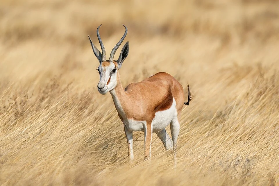 Male Springbok in Etosha National Park, Namibia