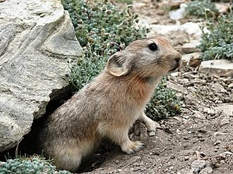 Ladak Pika (Ochotona ladacensis) at 5000m on the northern face of TangLang La Pass on the Manali - Leh Road, Ladakh, India.