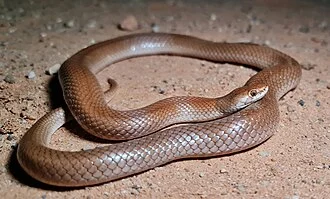 Curl Snake (Suta suta)