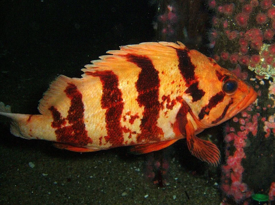 Sebastes nigrocinctus (Tiger Rockfish). Courtesy of the Monterey Bay Aquarium.