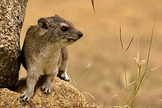 Rock hyrax in Serengeti National Park in June 2008.