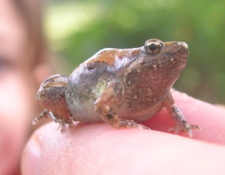 Microhyla ornata, Melpatti, Javadi hills