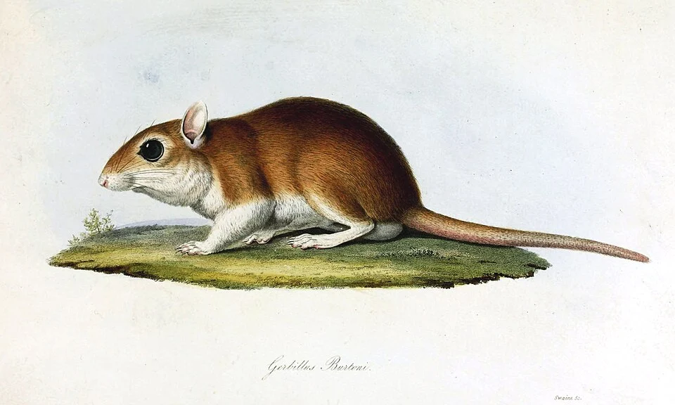 Gerbillus burtoni