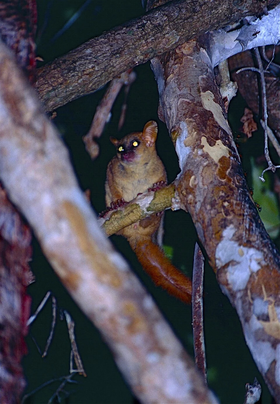Kirindy Forest, MADAGASCAR

Scanned Slide from 1998