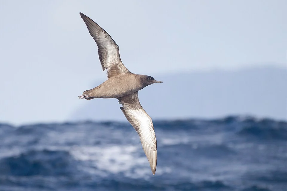 Sooty Shearwater (Puffinus griseus) in flight with Cape Pillar behind, East of the Tasman Peninsula, Tasmania, Australia