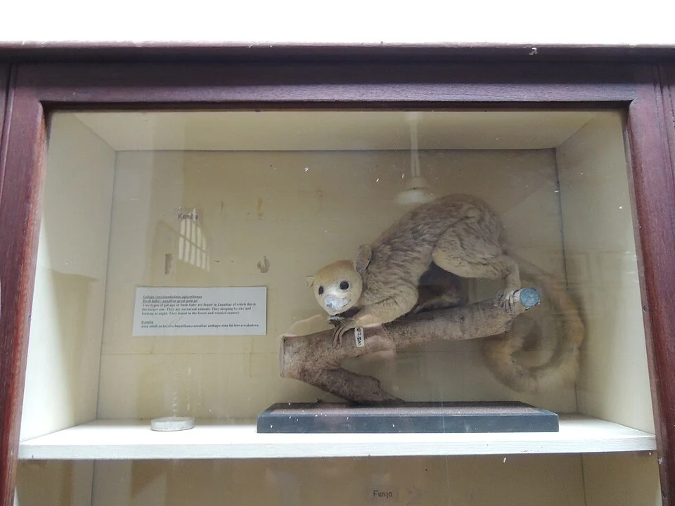 Zanzibar Bushbaby in Zanzibar Natural History Museum in Zanzibar City (or Zanzibar Town), Zanzibar (Tanzania).