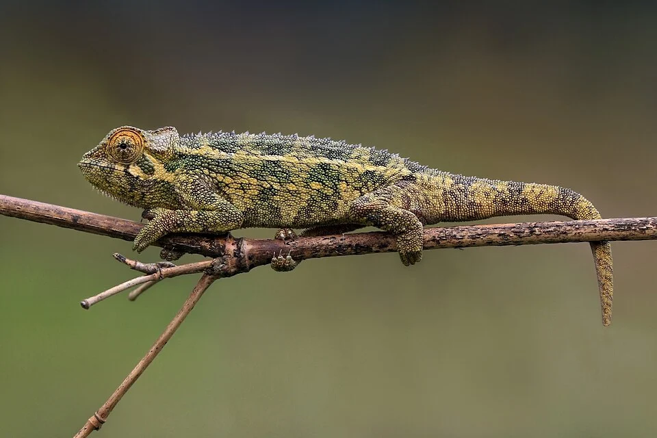 Rough chameleon (Trioceros rudis), Near Mount Karisimbi, Rwanda. Chameleon was moved from a bush, so is recolouring.