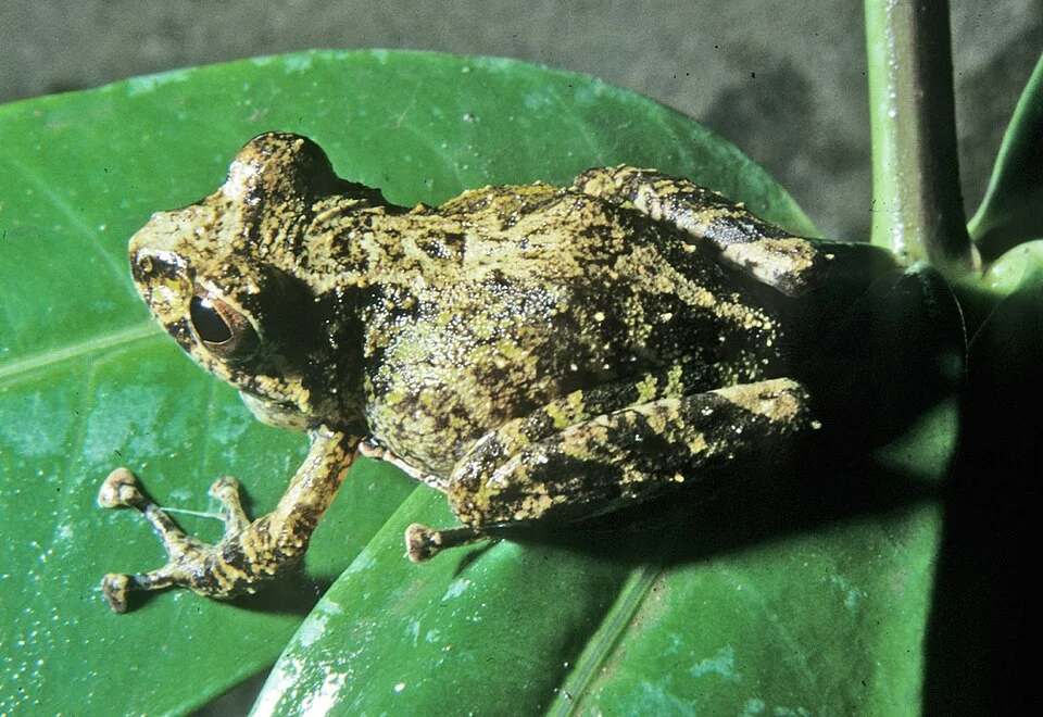 Pristimantis wiensi